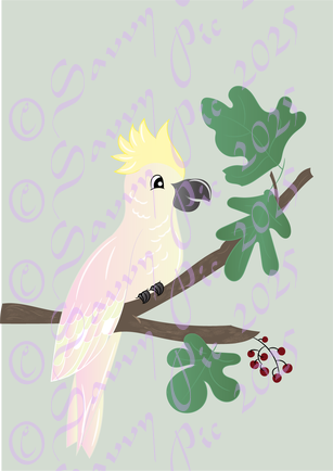Cockatoo